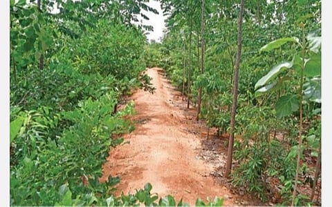 பொன்மாந்துரையில் அமைக்கப்பட்டுள்ள மியாவாக்கி குறுங்காடு.