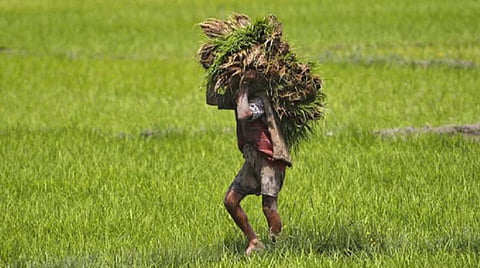 குறுகிய கால விவசாயக் கடனுக்கு ஆண்டுக்கு 1.5% வட்டி மானியம்: மத்திய அரசு ஒப்புதல்