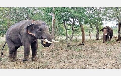 ஆனைகட்டி கோபனாரி பகுதியில் தயார் நிலையில் நிறுத்திவைக்கப் பட்டுள்ள கும்கி யானைகள் கலீம், முத்து.