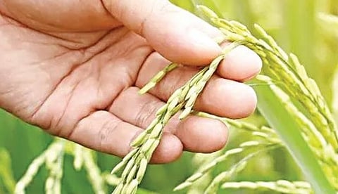 இந்திய 75: அதிகரித்துவரும் சுற்றுச்சூழல் அக்கறை
