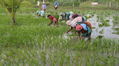 20 ஆண்டுகளுக்குப் பின்னர் நெல் உற்பத்தியில் தமிழகம் சாதனை