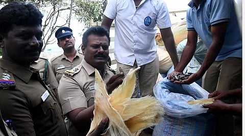 படவிளக்கம்: இலங்கைக்கு கடத்த வைத்திருந்த சுறா பீலி மற்றும் கடல் அட்டைகளை பார்வையிட்ட வனத்துறையினர்