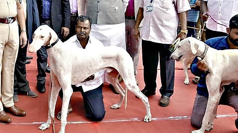 பிரதமரின் எஸ்பிஜி பாதுகாப்பு படையில் இணையும் கர்நாடகாவின் முதோல் வேட்டை நாய்கள்