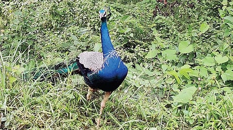 முதுமலையில் சுற்றித் திரியும் வன விலங்குகள்: செல்ஃபி எடுத்தால் அபராதம் விதிக்க வனத்துறை முடிவு