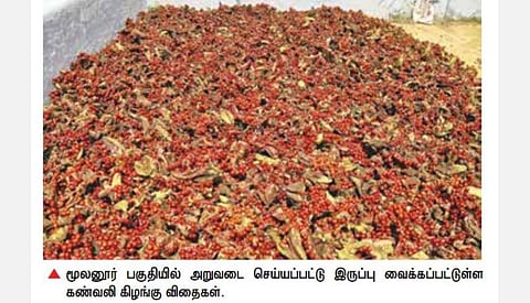 தமிழகத்தின் பெரும்பாலான பகுதிகளில் செங்காந்தள் சாகுபடியை கைவிடும் விவசாயிகள்