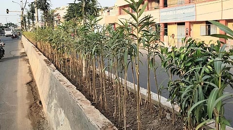 கட்டுமான நிறுவனங்களுக்காக மத்திய அரசு மர வங்கி திட்டம்