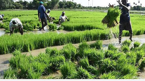 தொடர்ந்து 50 நாட்களுக்கும் மேலாக முழு கொள்ளளவில் மேட்டூர் அணை: டெல்டா பகுதியில் 14 லட்சம் ஏக்கரில் சம்பா சாகுபடிக்கு வாய்ப்பு