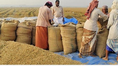 அரிசி உற்பத்தி 1.2 கோடி டன் அளவில் குறையும் - மத்திய அரசு தகவல்