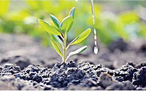 டிங்குவிடம் கேளுங்கள்-10: நம்மைப் போல தாவரங்களுக்கு வலிக்குமா?