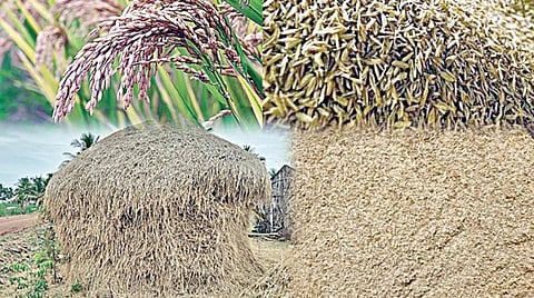 அரிசியை அறிவோம்