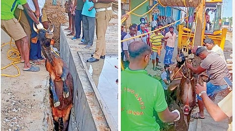 ﻿சென்னை கொளத்தூர், குமரன் நகர் அருகே மழைநீர் வடிகால்வாய் பணி நடந்து வரும் நிலையில், அவ்வழியாக வந்த மாடு கான்கிரிட், மண்ணுக்கு இடையே விழுந்து மாட்டிக் கொண்டது. தகவல் அறிந்து வந்த தீயணைப்பு மற்றும் மீட்புத் துறையினர் 2 மணிநேரம் போராடி மாட்டை கிரேன் மூலம் மீட்டனர். படங்கள்: ம.பிரபு