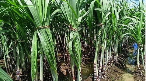 பொங்கல் பண்டிகைக்காக தேனி மாவட்டத்தில் கரும்பு விவசாயம் மும்முரம்