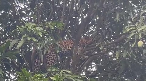 மாமரத்தின் உச்சியில் சிக்கிக் கொண்ட சிறுத்தை