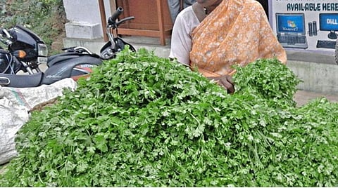 மழையால் கொத்தமல்லி மகசூல் பாதிப்பு: ஒரு கட்டு ரூ.100-க்கு விற்பனை