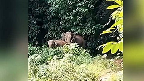 குட்டியைச் சேர்த்து வைத்த தமிழக வனத்துறை அதிகாரிகள்... ‘நன்றி’ சொன்ன தாய் யானை!