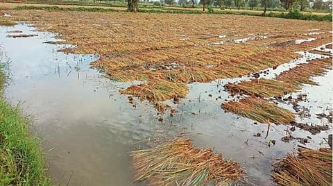 வடகிழக்கு பருவ மழைக் காலத்தில் பயிர்களில் 33% மேல் பாதிப்பு ஏற்பட்டால் தகவல் தெரிவிக்க அழைப்பு