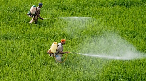 பூச்சிக்கொல்லிப் பயன்பாடு: தேவை உடனடிக் கட்டுப்பாடு!