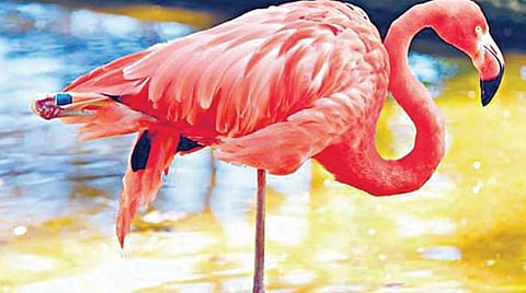 டிங்குவிடம் கேளுங்கள் - 14: பூநாரை ஏன் ஒற்றைக் காலில் நிற்கிறது