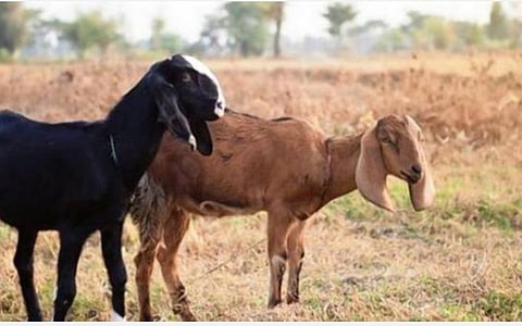 கள்ளக்குறிச்சி | தீபாவளி நெருங்கும் நிலையில் கிராமங்களுக்கு படையெடுக்கும் ஆடு திருடர்கள்
