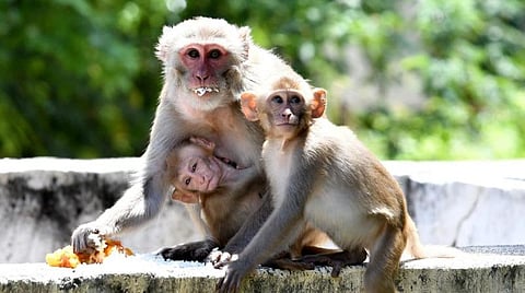 பிரதிநிதித்துவப் படம்