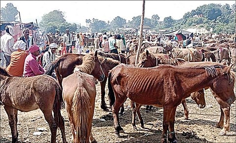ஷாருக், சல்மான், ரண்பீர், ஹிர்திக் பெயர்களில் கழுதை விற்பனை - ரூ.1,000 முதல் 5 லட்சம் விலையில் வாங்க குவிந்த வியாபாரிகள்