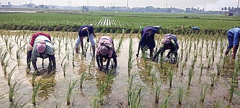 திருநெல்வேலி மாவட்டம் மகேந்திரகிரியில் நெல் நடவு பணியில் ஈடுபட்டுள்ள பெண்களுடன் சேர்ந்து  நாற்று நட்ட உத்தரப்பிரதேச மாணவிகள்.