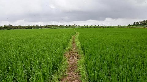 சம்பா பயிர் | கோப்புப் படம்