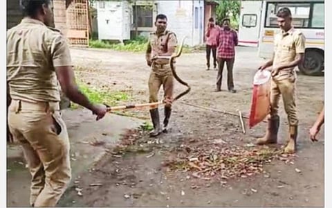 சேலம் மாவட்ட ஊராட்சி அலுவலக வளாகத்தில் சுற்றித்திரிந்த பாம்பை பாதுகாப்புடன் பிடித்த  செவ்வாய்பேட்டை தீயணைப்பு துறை வீரர்கள்.