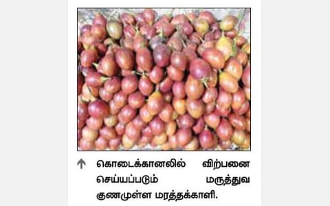 மலைக்கிராம மக்கள் பயன்படுத்தும் கொடைக்கானல் மரத் தக்காளி கிலோ ரூ.200 - ஆர்வத்துடன் வாங்கும் சுற்றுலா பயணிகள்