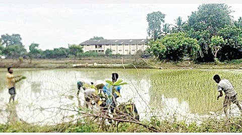 திருவள்ளூர் மாவட்டம், சோழவரம் அருகே ஒரக்காடு கிராம பகுதியில் சம்பா சாகுபடி பருவத்தில் நெற்பயிர் நடவு செய்யும் பணியில் விவசாய தொழிலாளர்கள் தீவிரமாக ஈடுபட்டு வருகின்றனர்.