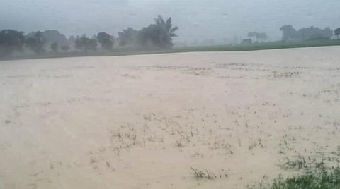 குறிஞ்சிப்பாடி அருகே கல்குணம் பகுதியில் சம்பா நெல்பயிரிட்டிருந்த விளைநிலங்கள் மழை தண்ணீரில் மூழ்கியுள்ளது.