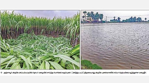 தஞ்சாவூரில் தொடர் மழையால் பொங்கல் கரும்பு சேதம்; பயிர்களைச் சூழ்ந்த மழைநீர்