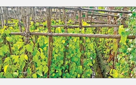 மோகனூர் அருகே குன்னிபாளையத்தில் உள்ள வெற்றிலை கொடிக்கால்.				      படம்: கி.பார்த்திபன்