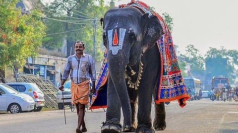 ஸ்ரீவில்லிபுத்தூர் ஆண்டாள் கோயில் யானையை அசாம் வனத்துறையிடம் ஒப்படைக்க வேண்டும்: தமிழக அரசுக்கு பீட்டா அமைப்பு வலியுறுத்தல்