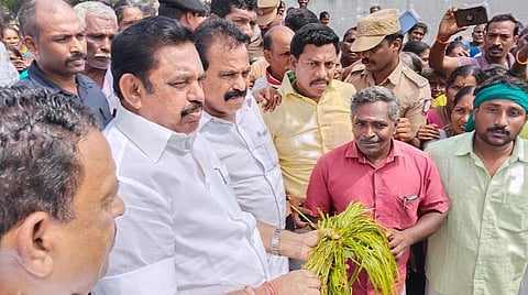 படம்: சீர்காழி அருகே ஆலங்குடி பகுதியில் விவசாயிகள் காண்பித்த அழுகிய பயிர்களை பார்வையிட்ட எதிர்க்கட்சித் தலைவர் பழனிசாமி