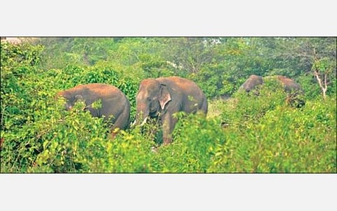 கிருஷ்ணகிரி சுங்கச்சாவடி அருகே முகாமிட்டிருந்த 3 யானைகள் நேற்று  குருபரப்பள்ளி சிப்காட் பகுதிக்கு இடம் பெயர்ந்தன.