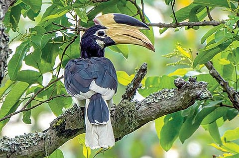 கோவை வனக்கோட்டத்தில் தென்பட்ட மலபார் இருவாச்சி பறவை