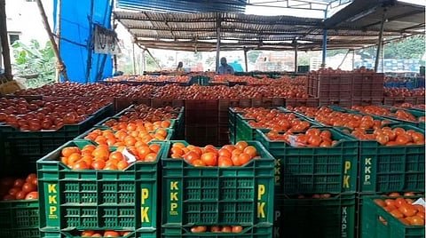 தக்காளி குடோன்