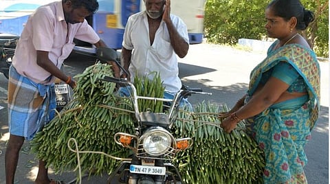 உலக நாடுகளுக்கு 80% முருங்கை ஏற்றுமதி செய்யும் இந்தியா: நெதர்லாந்து இறக்குமதியாளர் தகவல்
