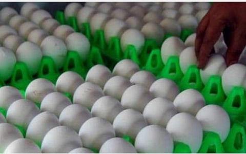 உலக கால்பந்து போட்டியையொட்டி 1.50 கோடி முட்டை கத்தாருக்கு ஏற்றுமதி: நாமக்கல் ஏற்றுமதியாளர்கள் தகவல்