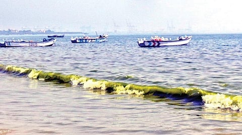 மன்னார் வளைகுடாவில் பச்சையாக மாறிய கடல்: நுண்ணுயிர் பாசி படலத்தால் கடல்வாழ் உயிரினங்களுக்கு ஆபத்து
