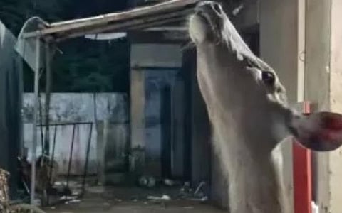 உடன்குடியில் மிளா உயிரிழந்த சம்பவம்: 3 வனத்துறை ஊழியர்கள் சஸ்பெண்ட்
