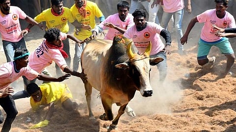 ஜல்லிக்கட்டை மீட்டெடுக்க வேண்டும்: நீதிபதி பி.புகழேந்தி