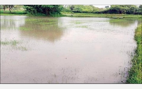 நாகை மாவட்டம் திருமருகல் ஒன்றியம் குத்தாலம் கிராமத்தில் பெய்த கனமழை காரணமாக நீரில் மூழ்கியுள்ள சம்பா நெற்பயிர்கள்.