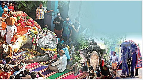 விடுதலைக்குக் காத்திருக்கும் வேழங்கள்