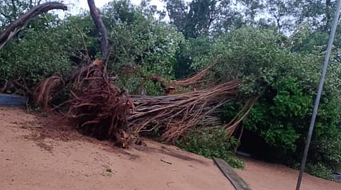 பூங்காவில் விழுந்த மரம்
