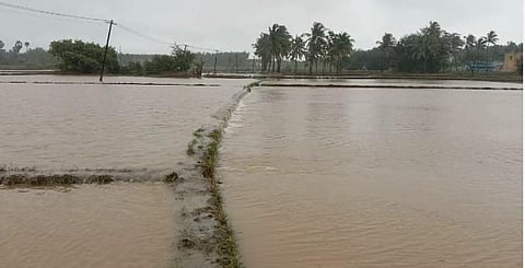 திருவண்ணாமலை மாவட்டம்  வானியந்தாங்கல் கிராமத்தில் வெள்ள நீரில் மூழ்கி கிடக்கும் விவசாய நிலங்கள்