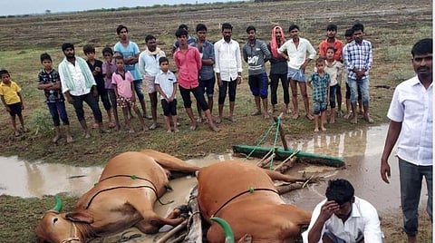 தோல் கழலை நோயால் 1.5 லட்சம் கால்நடை உயிரிழப்பு