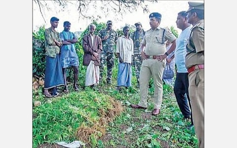 பெரியநாயக்கன்பாளையம் அருகேயுள்ள பசுமணி  கிராமத்தில் பயிரிடப்பட்டிருந்த கஞ்சா செடிகளை பார்வையிட்ட காவல் கண்காணிப்பாளர் பத்ரி நாராயணன் உள்ளிட்டோர்.