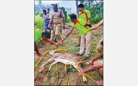 காடையாம்பட்டி அருகே  கே.என். புதூர் பகுதியில் விவசாய கிணற்றில் விழுந்த புள்ளிமானை காடையாம்பட்டி தீயணைப்பு மற்றும் மீட்புப் பணிகள் துறையினர் உயிருடன் மீட்டு வனத்துறையினரிடம் ஒப்படைத்தனர்.